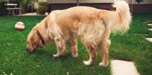 baby chasing dog