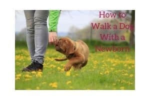 How to Walk a Dog With a Newborn