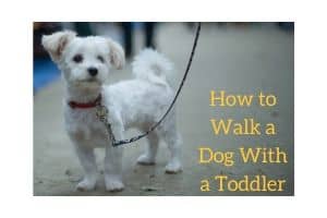 How to Walk a Dog With a Toddler