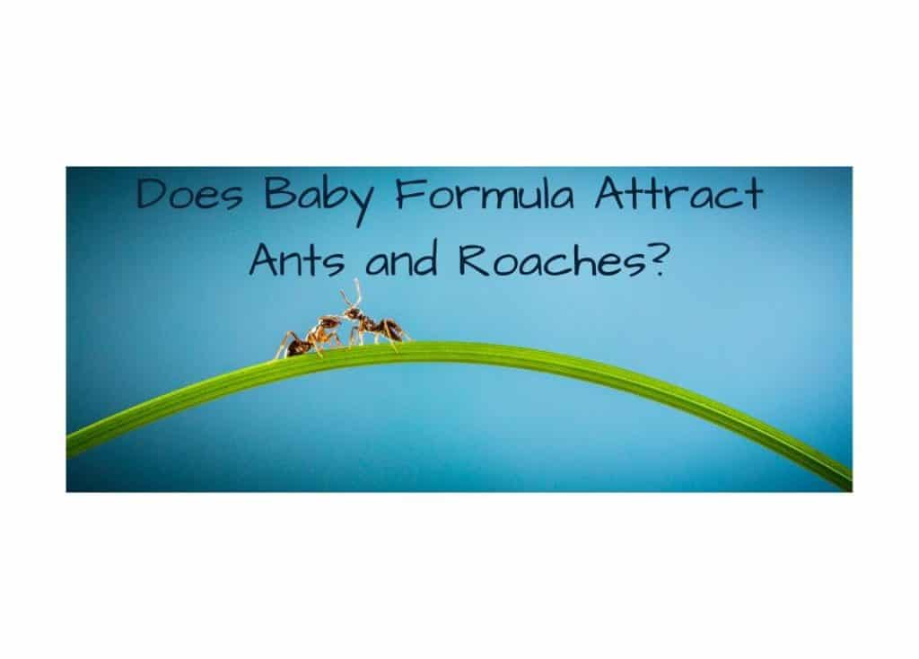 Does Baby Formula Attract Ants and Roaches? [And How To Fix It!]