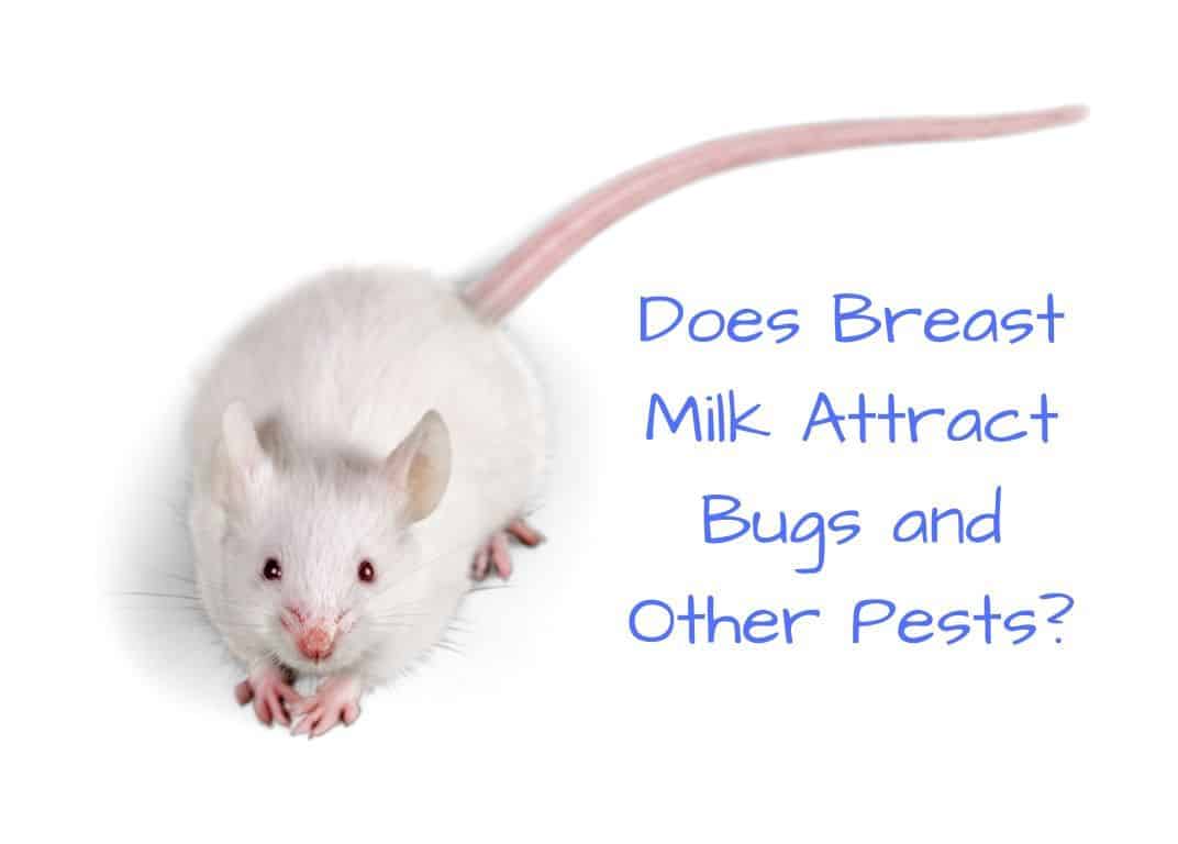 Does Breast Milk Attract Bugs and Other Pests