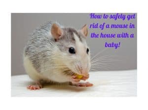 How to safely get rid of a mouse in the house with baby!