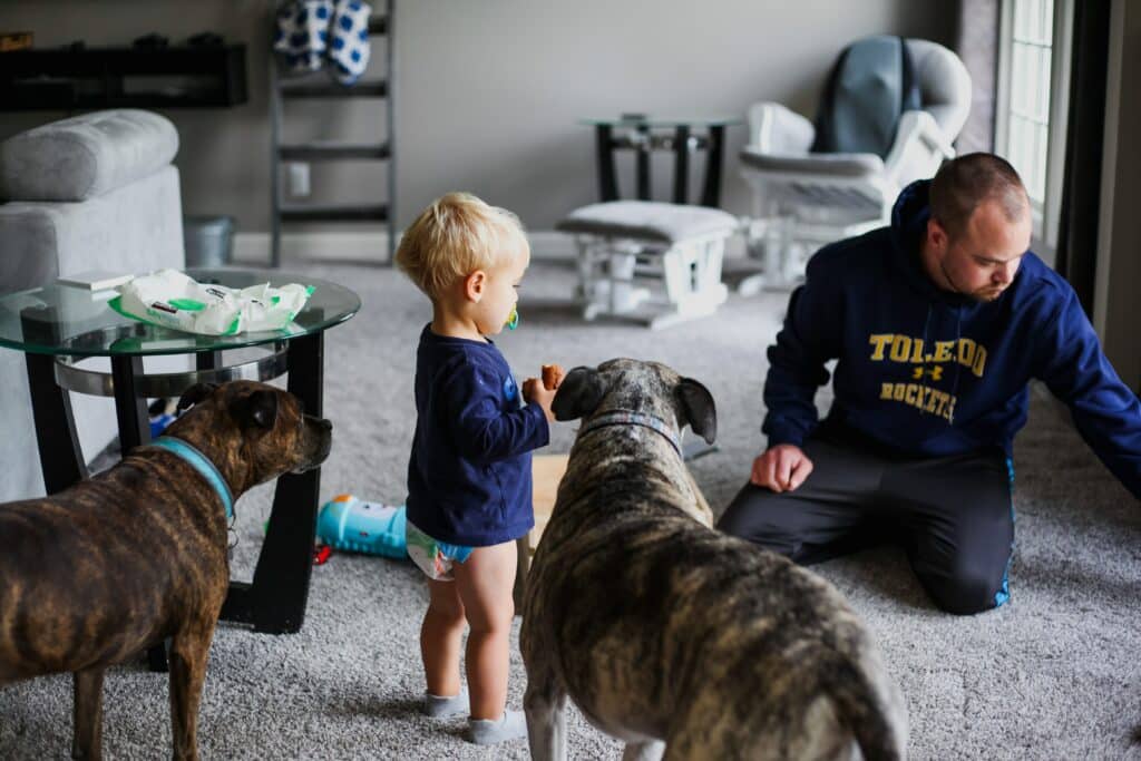 Toddler standing next to dogs in living room