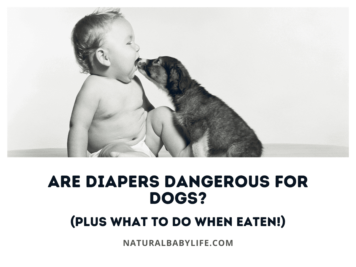 Are Diapers Dangerous for Dogs? (Plus What To Do When Eaten!)
