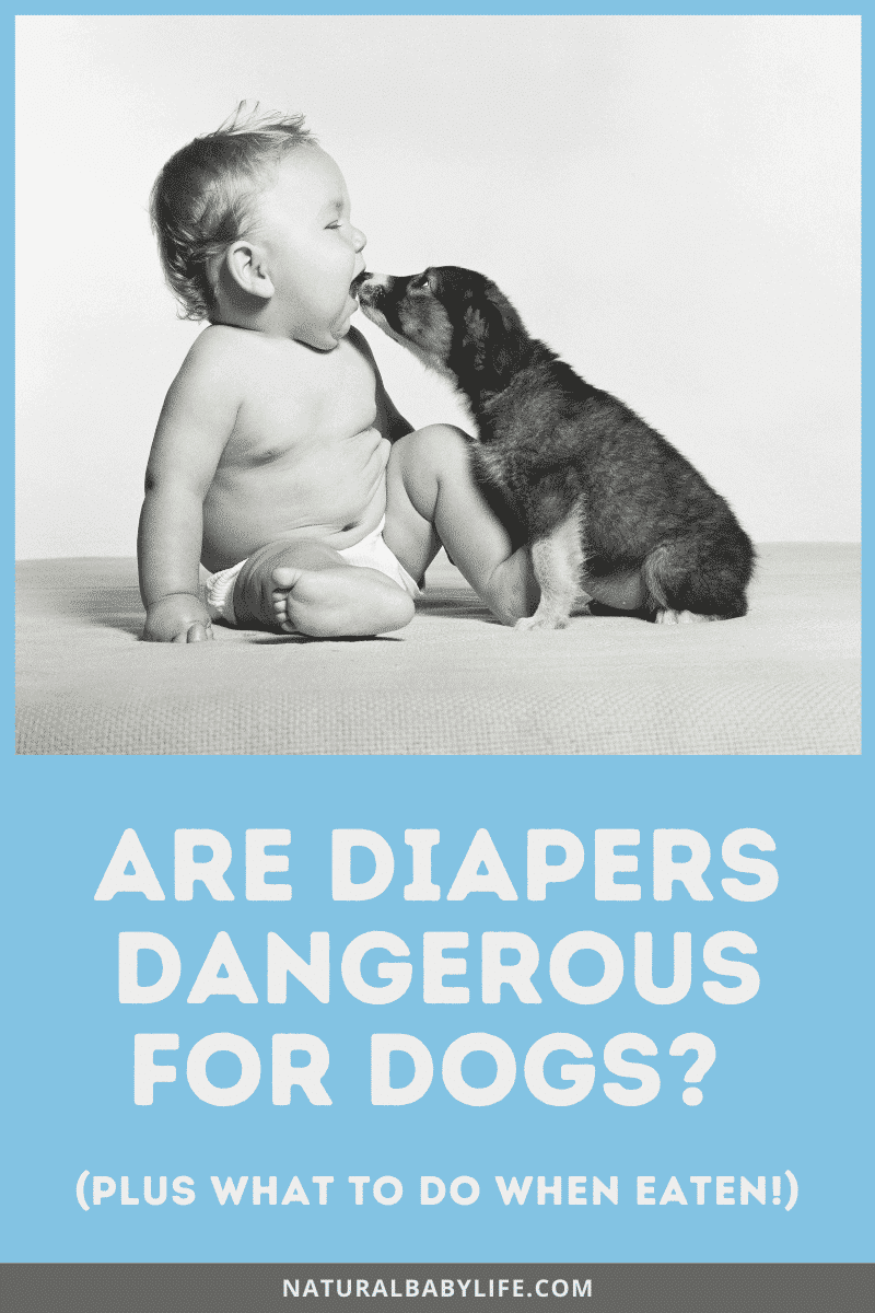 Are Diapers Dangerous for Dogs? (Plus What To Do When Eaten!) - Natural