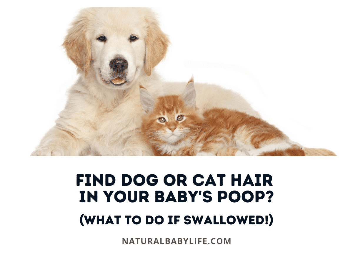 Find Dog or Cat Hair in Your Baby's Poop? (What To Do If Swallowed!)