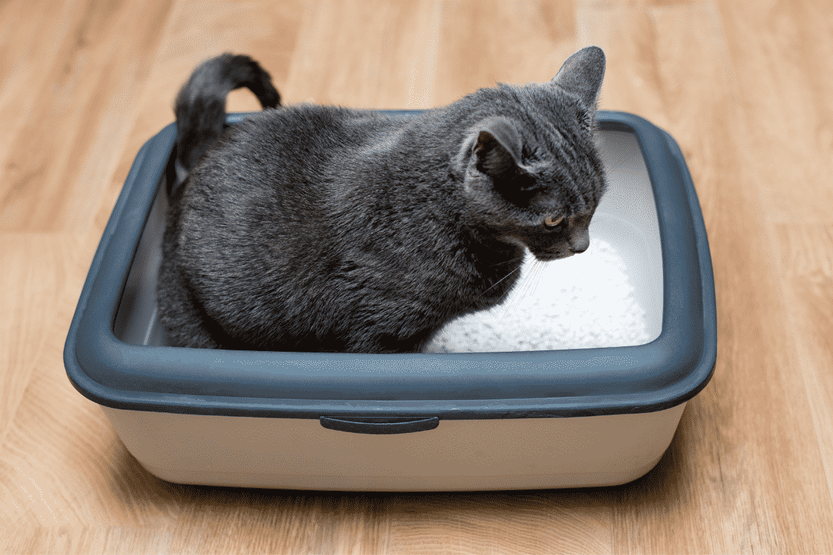 Cat pooping in litter box