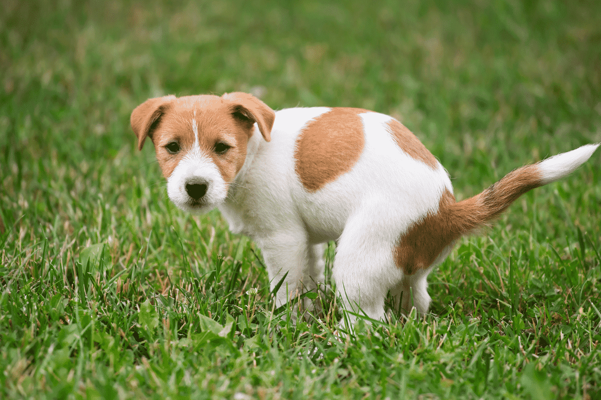 Puppy pooping on grass