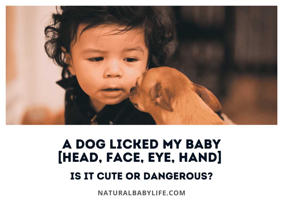 A Dog Licked My Baby [Head, Face, Eye, Hand] Is It Cute or Dangerous?
