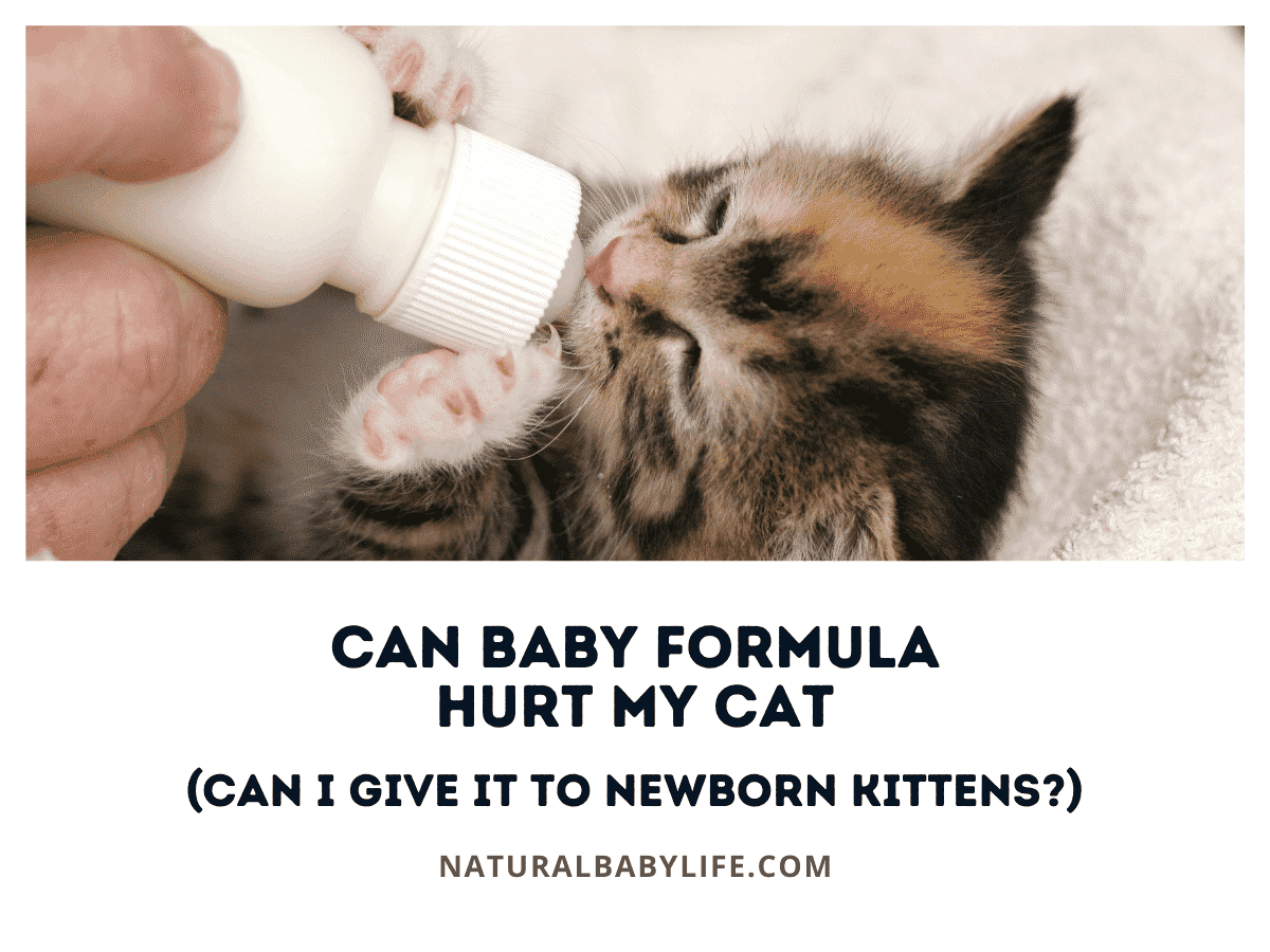 Can Baby Formula Hurt My Cat (Can I Give It to Newborn Kittens