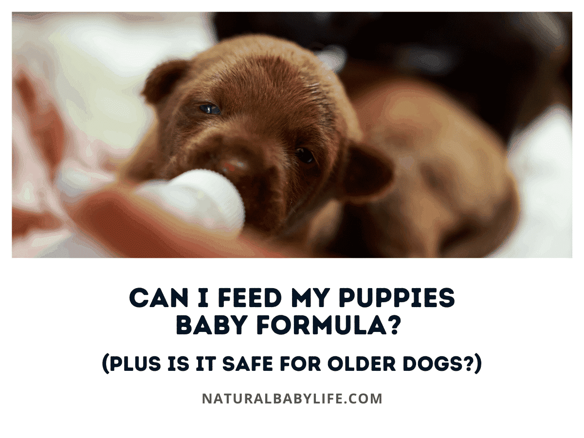Can I Feed My Puppies Baby Formula? (Plus Is It Safe for Older Dogs?)