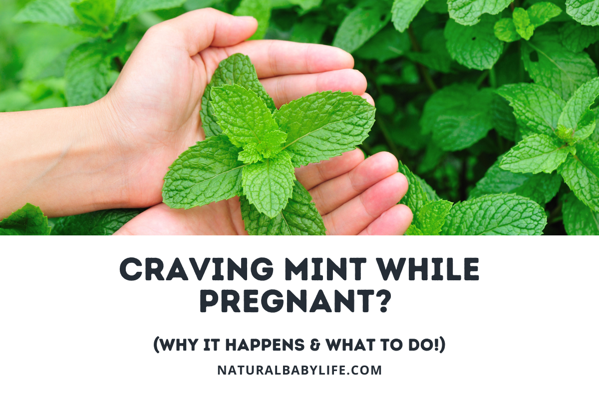 craving mint while pregnant?