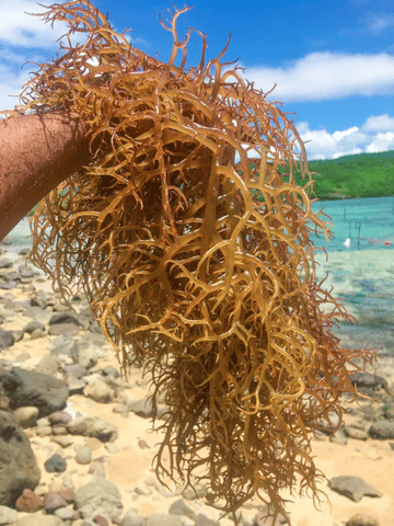 Gold Sea Moss