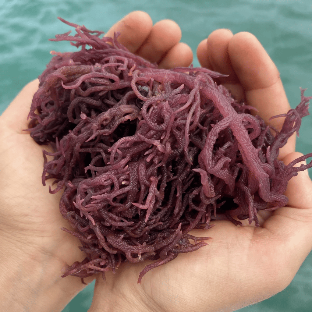 purple sea moss