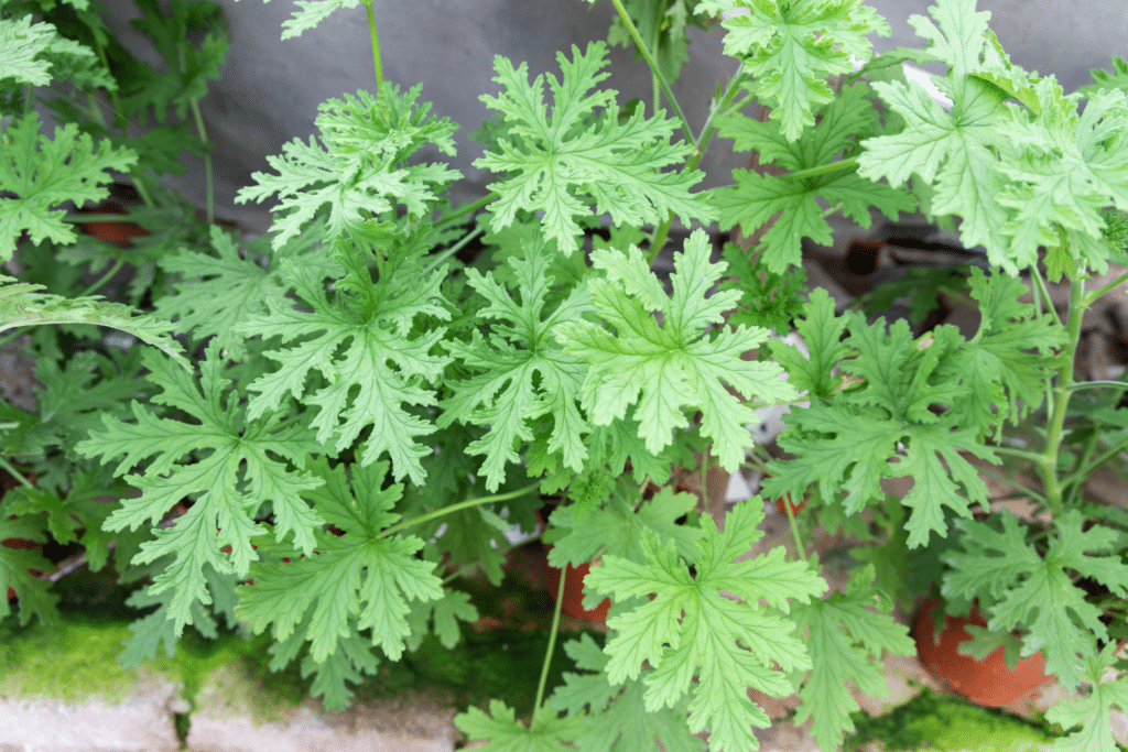 What exactly is citronella oil?